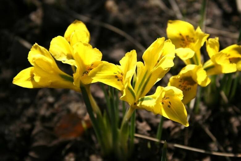 Irys Danforda bywa uważany za odmianę irysa żyłkowanego, ma jednak intensywnie żółte kwiaty.