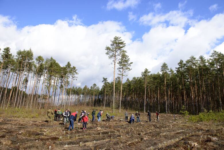 Jednym z podstawowych zadań leśników pracujących na terenie RDLP w Warszawie jest zachowanie lasów w możliwie jak najlepszym stanie. Na zdjęciu sadzenie
