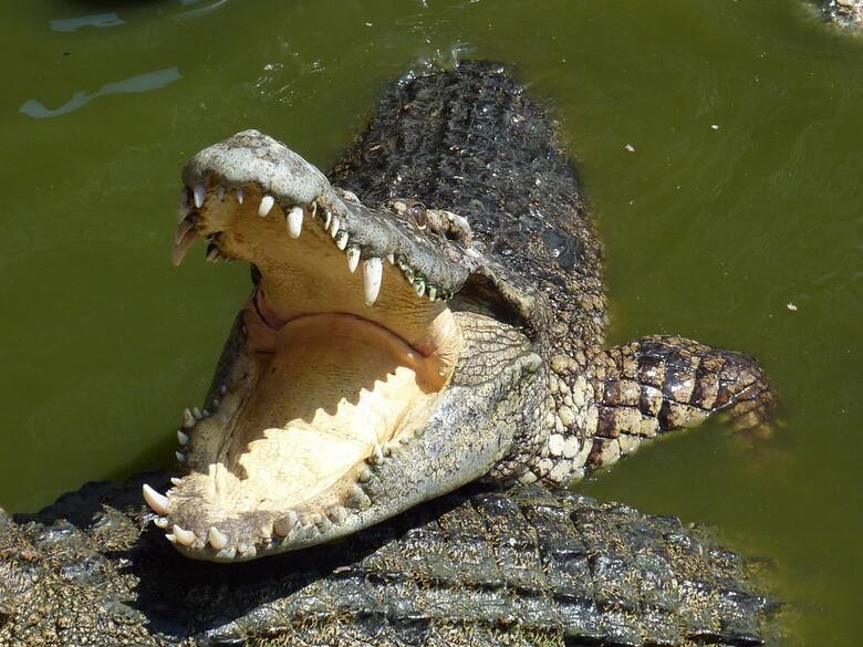Krokodyl wskoczył na łódź rybaka. Mężczyzna był w szoku, ale postanowił działać