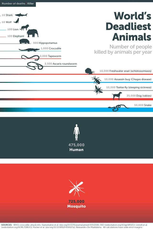 Co Cię może zabić? Najbardziej niebezpieczne zwierzęta świata - gdzie można je spotkać?