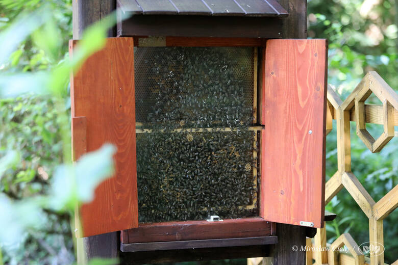 WFOŚiGW i ŚZP wspólnie działają dla pszczół                