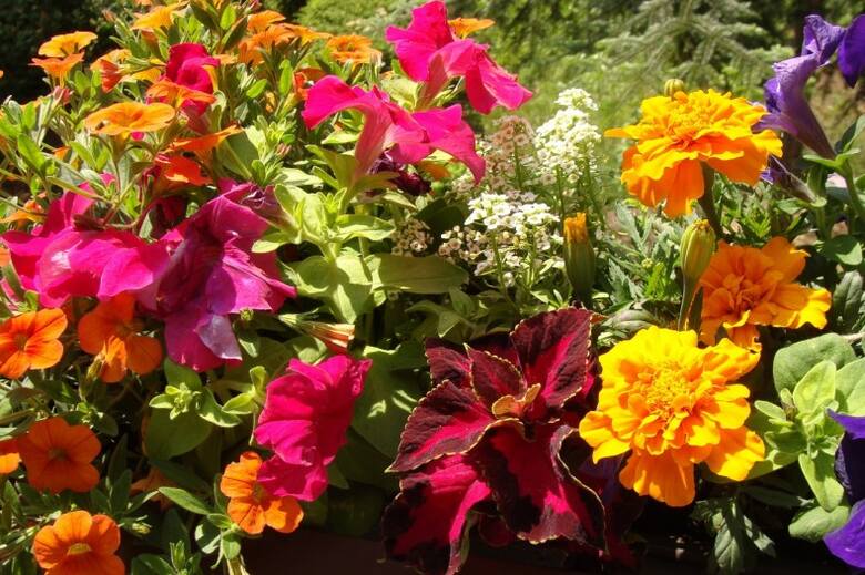 Słoneczny balkon może przez cały rok cieszyć kolorowymi kwiatami. Trzeba je jednak odpowiednio dobrać i pamiętać o podlewaniu.