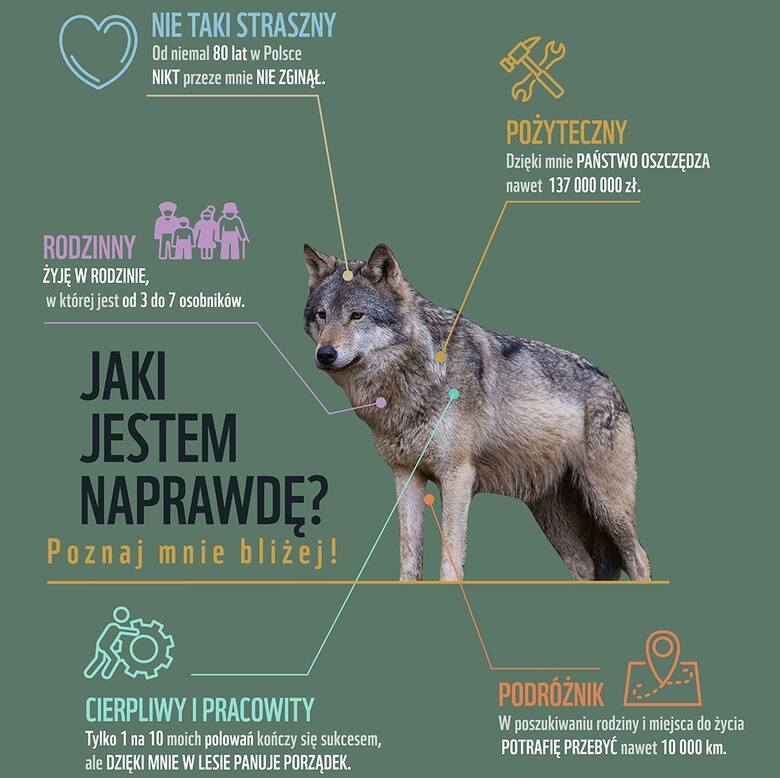 W Lubuskiem żyje kilkaset wilków. To normalne, że możemy je spotkać w lesie. 
