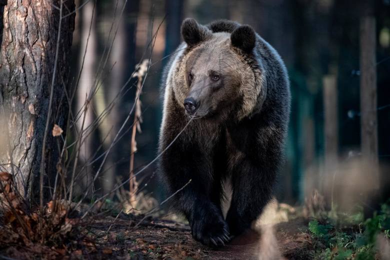 - W poznańskim zoo przebywa niedźwiedź Baloo odebrany interwencyjnie przez nas z cyrku na Śląsku. Wcześniej niedźwiedzia oglądało 18 lekarzy weterynarii, którzy nie zauważyli, że nie ma on pazurów, że ma zwyrodnienia ruchu - opowiada Anna Plaszczyk z fundacji Viva!