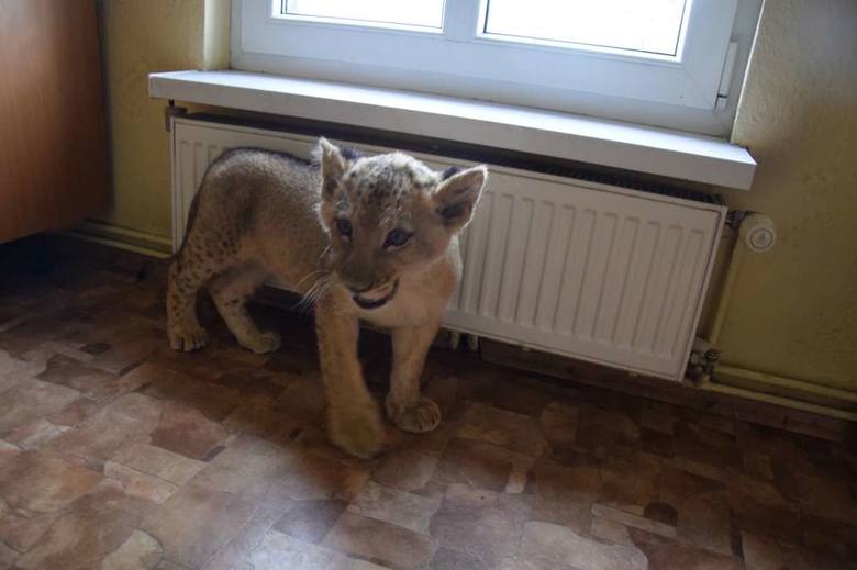 Trzymiesięczna lwica trafiła do Poznania