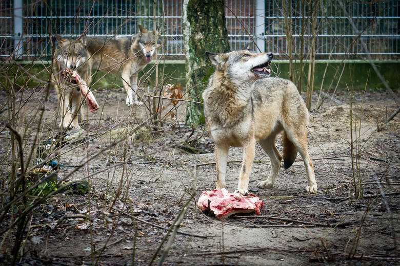 Wilki można podziwiać także w bydgoskim Myślęcinku.