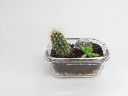 Kaktusy i inne sukulenty w szklanych pojemnikach.