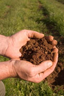 Rodzaj i jakość gleby ma podstawowe znaczenie dla prawidłowego wzrostu roślin.