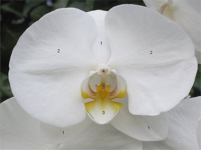 Kwiat storczyka, można się przy okazji podciągnąć z botaniki: 1 – listek okółka zewnętrznego, 2 – listek okółka wewnętrznego, 3 – warżka, 4 – pyłkowiny,