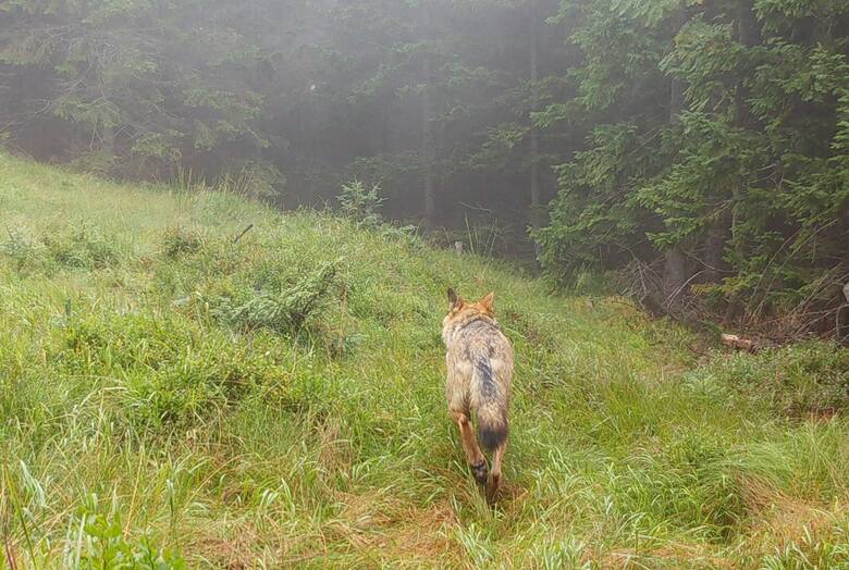 WWF podaje, że w Polsce od II wojny światowej nie odnotowano żadnego śmiertelnego ataku na człowieka przez tego drapieżnika. Z reguły wilk jest płochliwy