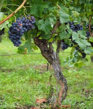 Formowanie krzewu winorośli powinno dać niski pieniek z kilkoma ramionami,  na których będą rozwijały się owoconośne łozy.