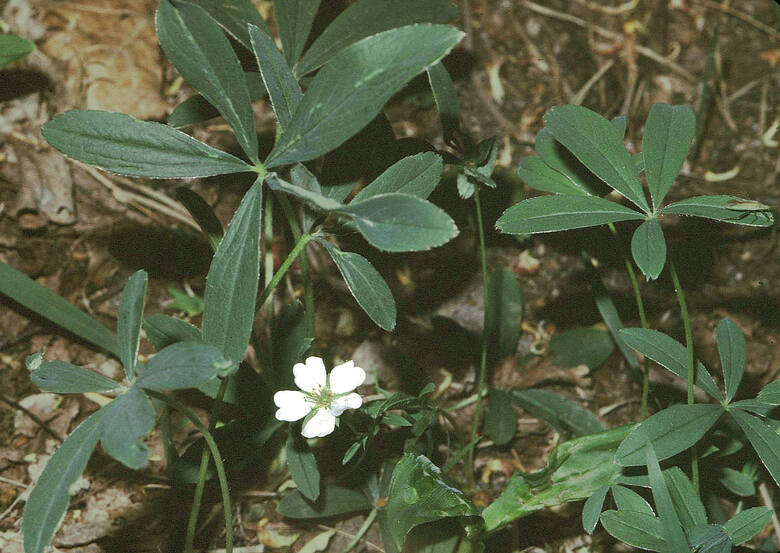 Pięciornik biały (Potentilla alba)