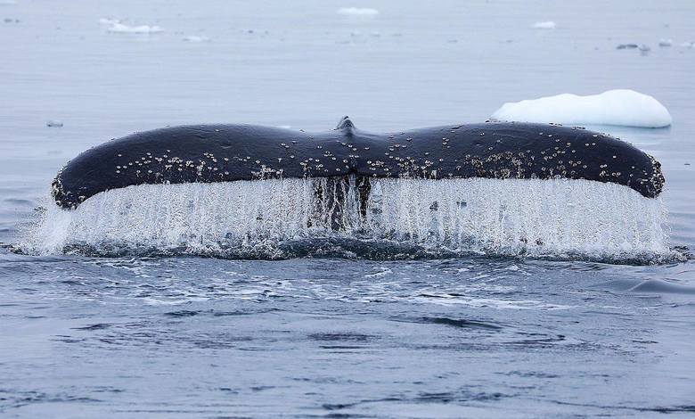 Ogon humbaka uchwycony przez bydgoszczanina Dawida Kilona podczas obserwacji na Antarktydzie. Więcej o swym projekcie „Whalewatching po polsku” podróżnik