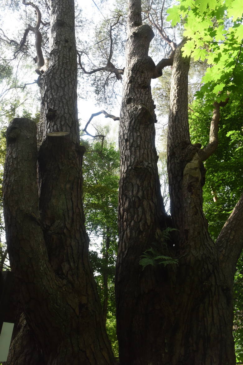 Pomnik przyrody - sosna zwyczajna Waligóra, licząca 170 lat. 