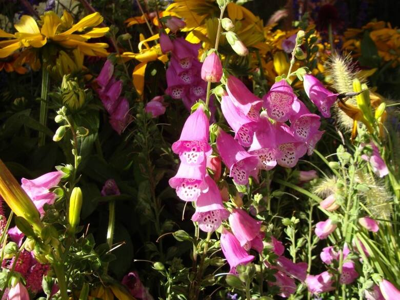 Naparstnice niekiedy powtarzają kwitnienie późnym latem (zdarza się, że nawet jesienią). Warunkiem jest ścięcie przekwitłych kwiatostanów.
