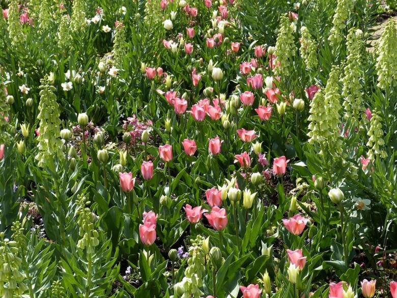 Kwiaty szachownic perskich nie są duże, ale tworzą piękne kwiatostany i mają oryginalne kolory.