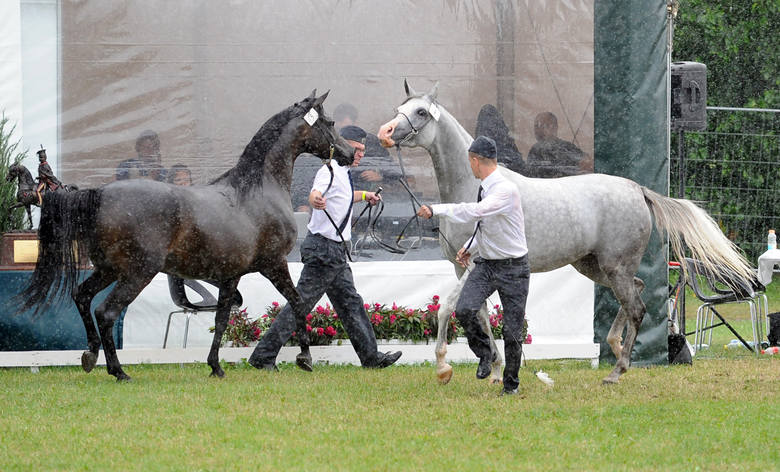 Doroczna aukcja koni arabskich Pride of Poland w Janowie Podlaskim była pierwszą od czasu przejęcia przez PiS rządów i lutowej wymiany szefostwa polskich stadnin.