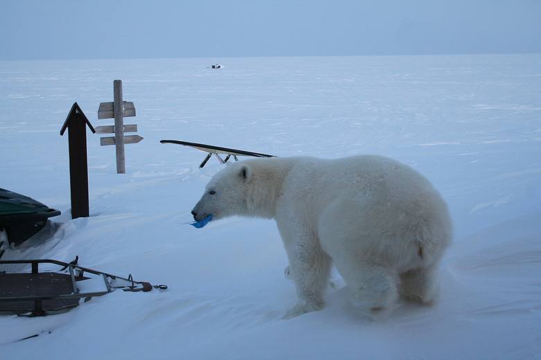Słońce nie zachodzi na Spitzbergenie przez cztery miesiące w roku. Codzienność badaczy z UMK to projekty naukowe, ale i codzienne zmaganie o przetrwanie