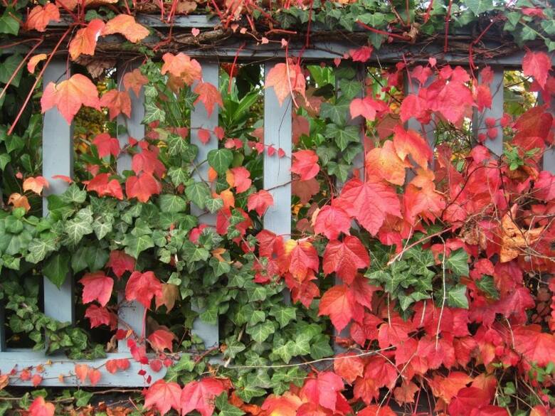 Tak pięknie wygląda jesienią kompozycja z bluszczu i winorośli pnąca się po płocie.