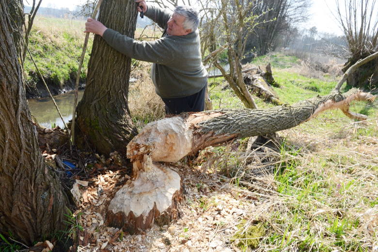 Władysław Rusewicz jest jednym z poszkodowanych rolników. Pokazał nam spustoszenie, jakie bobry zrobiły przy kanale.