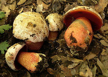 <strong>Borowik purpurowy (Suillellus rhodoxanthus) - niejadalny </strong><br /> <br /> średnica i kolor: od 7 do 20 cm średnicy. Kolor białawobrunatnoszarawy, może być też brudnobrązowy  - na brzegach czerwony. <br /> <br /> pory i rurki: pory początkowo żółte, wraz z dojrzewaniem grzyba robią się...