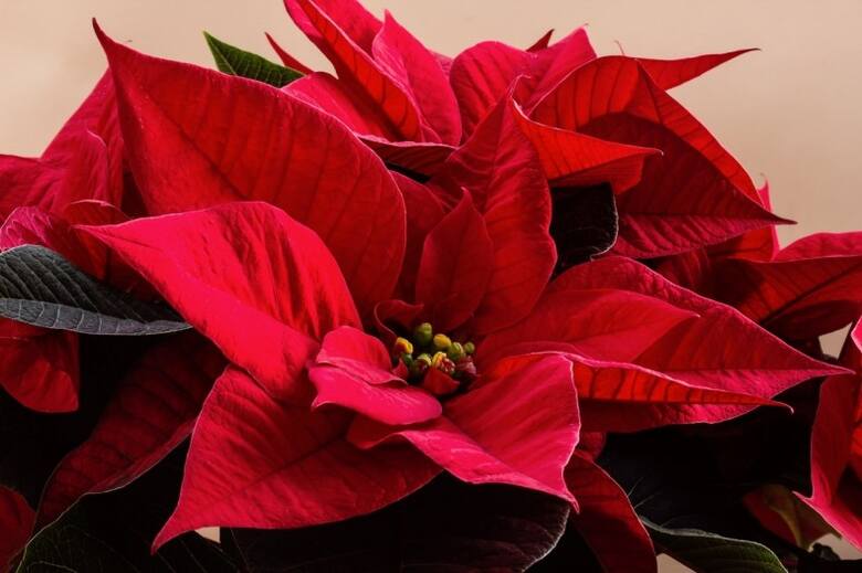 Gwiazda betlejemska to jedna z podstawowych roślin, służąca jako świąteczna dekoracja.