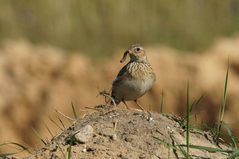 Zniknęły siewki, zagrożone są ptaki otwartego krajobrazu rolniczego