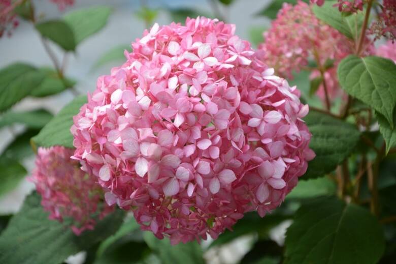 Hortensje krzewiaste mają przeważnie białe lub kremowe kwiaty. Ale zdarzają się odmiany o kwiatach różowych.