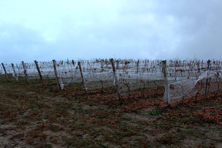 Lubuskie Centrum Winiarstwa znajduje się z Zaborze. Jest to pierwsza w kraju winnica samorządowa, która pretenduje do miana największej w kraju. Winnica ta imponuje wielkością. Jej obszar zajmuje aż 35 hektarów, dlatego warto się tam wybrać!