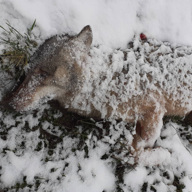 Martwy wilk znaleziony przy drodze w okolicy Ośna Lubuskiego. Przyrodnicy powiadomili policję. Ktoś zastrzelił chronione zwierzę?