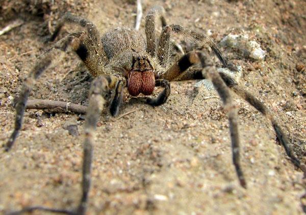 <strong>Wałęsak brazylijski</strong><br />  <br /> Zgodnie z Księgą Rekordów Guinnessa jest to najbardziej jadowity pająk na świecie. Żyje w Ameryce Południowej.