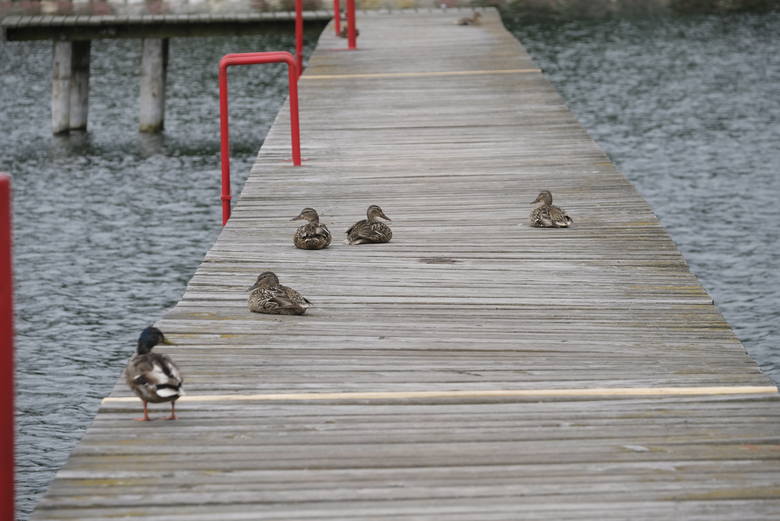 To właśnie rezydujące na pomoście kaczki oskarżane są o zanieczyszczenie wody w Jeziorze Kamionkowskim. Blisko tego miejsca pobierano próbki