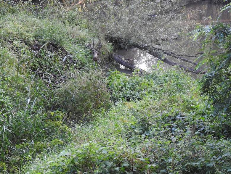 Ratusz ma zgodę na usunięcie tamy bobrów do końca roku. Ekolodzy przekonują, że wniosek w tej sprawie jest bezpodstawny.