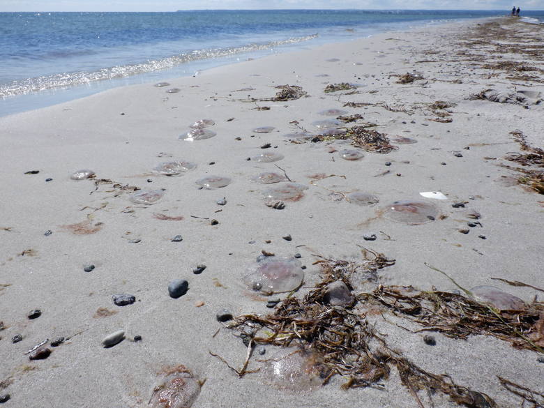 Na piasku Rybitwiej Mielizny leżą miliony muszelek i tysiące meduz
