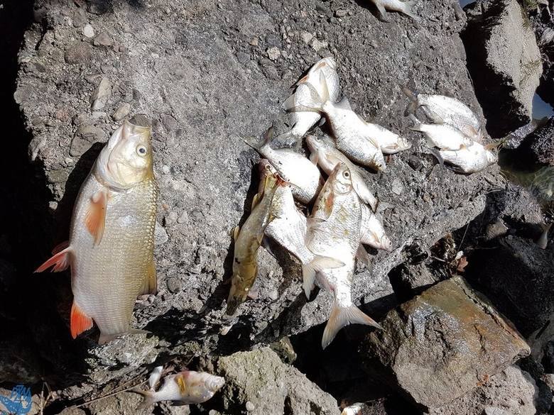 Na powierzchni i brzegach jeziora nyskiego było mnóstwo śniętych ryb, wędkarze zebrali ich około 1,2 tony. Sanepid na podstawie wyników badań wody oceni, czy nadaje się ona teraz do kąpieli.