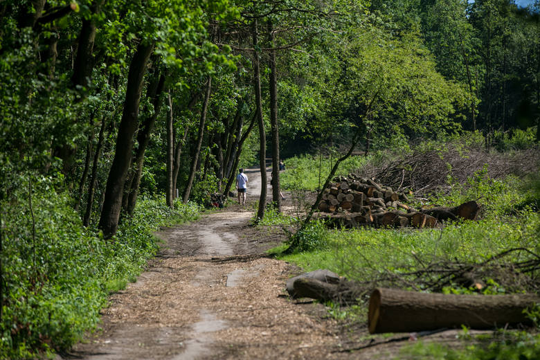 Trwa walka o przyszłość Lasu Borkowskiego. Powodem sporu jest cena gruntu