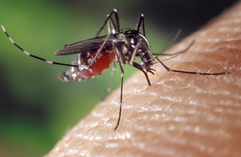 Samica komara dzięki białku z pobieranej krwi mogą wytworzyć jaja. I choć taki komar lata bardzo powoli (przemierza świat z prędkością 2km/h), jest bardzo wytrwały. Może przelecieć nawet 10-15 km w poszukiwaniu pokarmu.