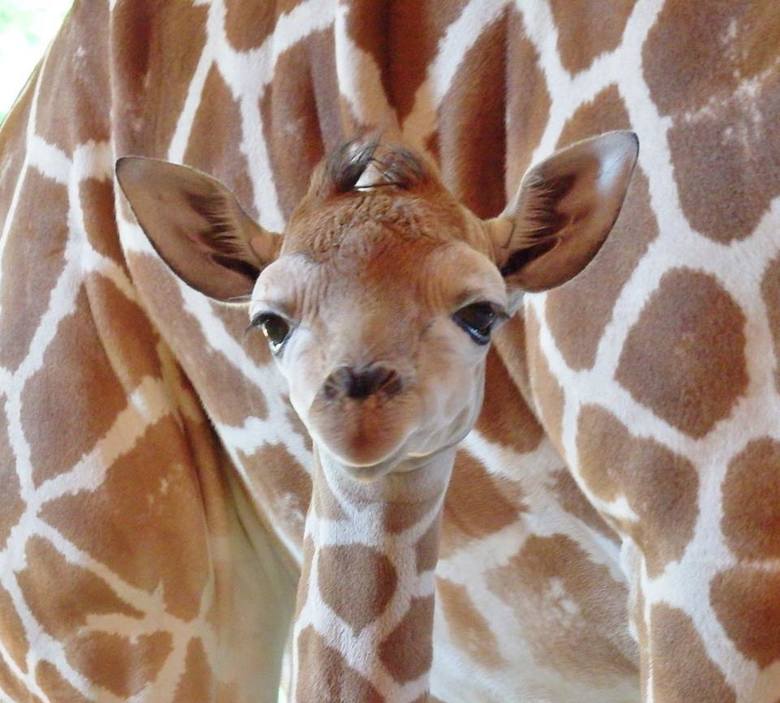 W chorzowskim zoo na świat przyszła żyrafa. To samica, Wkrótce ogłoszony zostanie konkurs na imię żyrafy