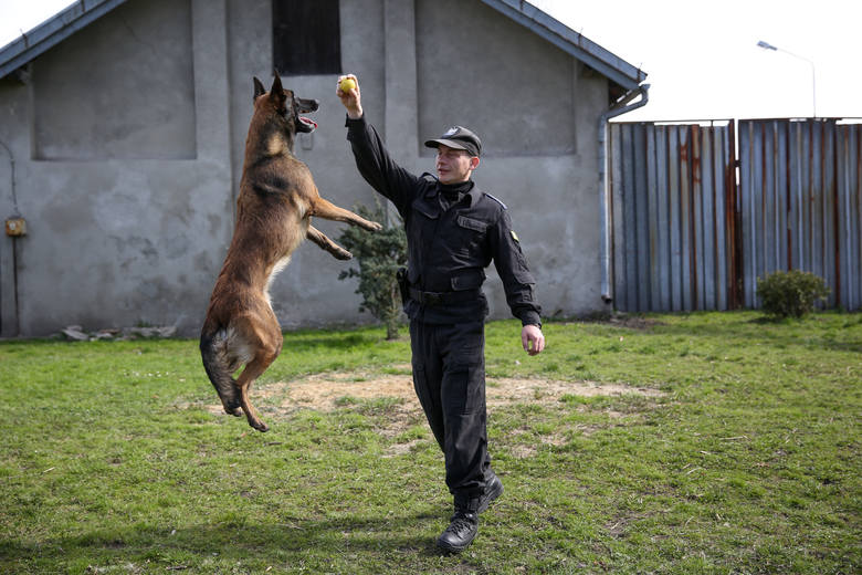 Psy małopolskiej policji
