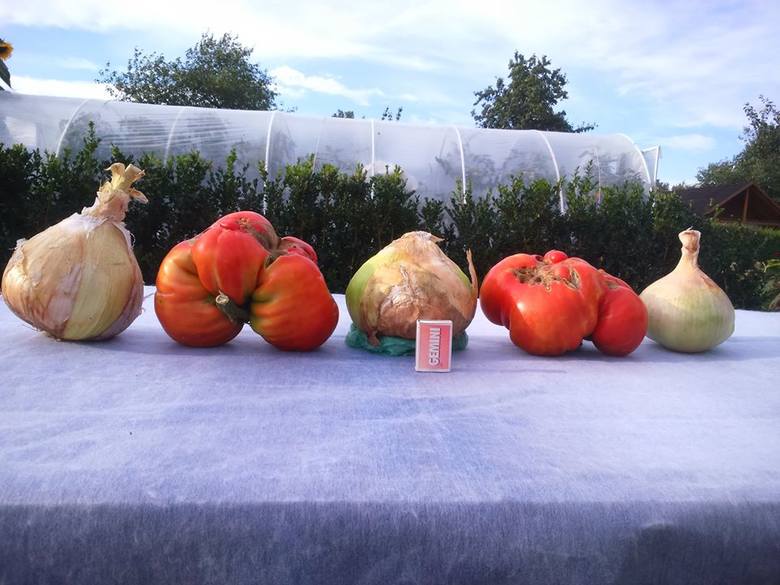 Na ile kromek wystarcza gigantyczny pomidor?
