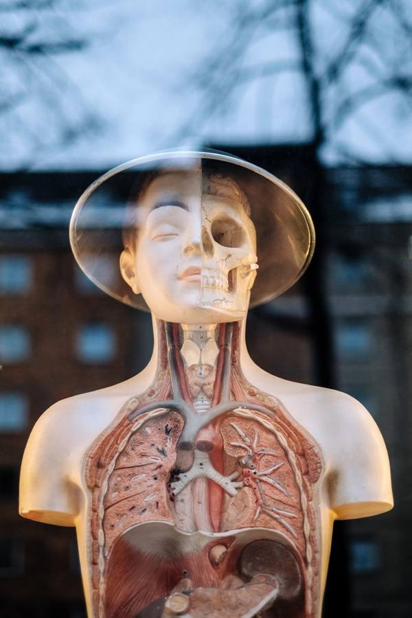 Budowa człowieka opiera się m.in. na narządach wewnętrznych. Część z nich, np. płuca, to narządy parzyste.