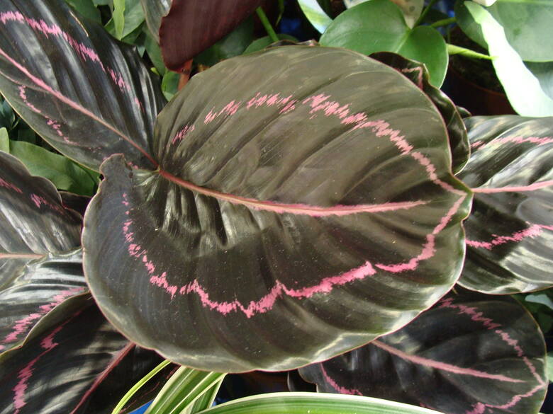 Calathea roseopicta ma wiele odmian o różnie ubarwionych liściach. Szczególnie atrakcyjnie prezentują się te o ciemnych blaszkach z różowym wzorem.