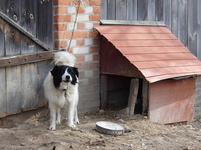 Domek z ogródkiem, a pies na łańcuchu