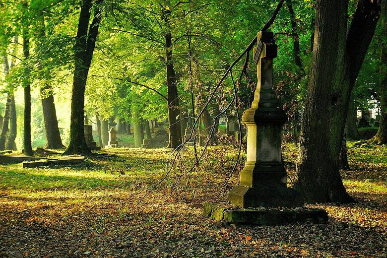 Zdjęcie wykonane na terenie zabytkowego cmentarza w Krośnie. 