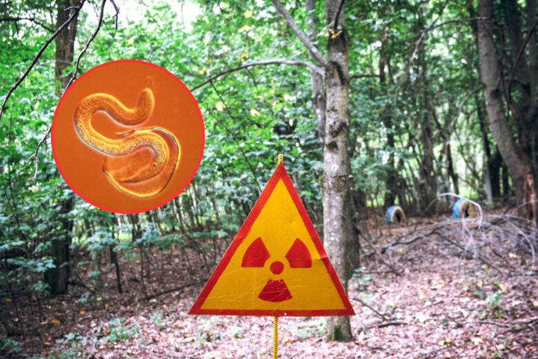 Znak ostrzegawczy o promieniowaniu w lesie w Czarnobylu, w kółku nicienie