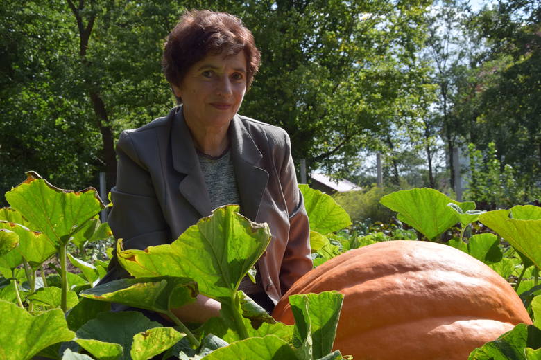 Wanda Matras z Otynia uprawia egzotyczne rośliny. W jej ogródku również dynie pięknie rosną 
