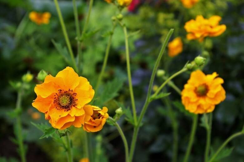 Kukliki ogrodowe mają najczęściej czerwone kwiaty, ale są też żółte, pomarańczowe, łososiowe, a nawet dwubarwne.