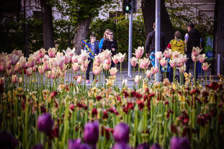 Skierniewickie ulice wypiękniały, co szczególnie dobrze widać późną wiosną i latem, gdy kwitną nie tylko drzewa wzdłuż ulicy Pomologicznej, ale tysiące kwiatów na miejskich rabatkach, o które dbają pracownicy Zakładu Utrzymania Miasta