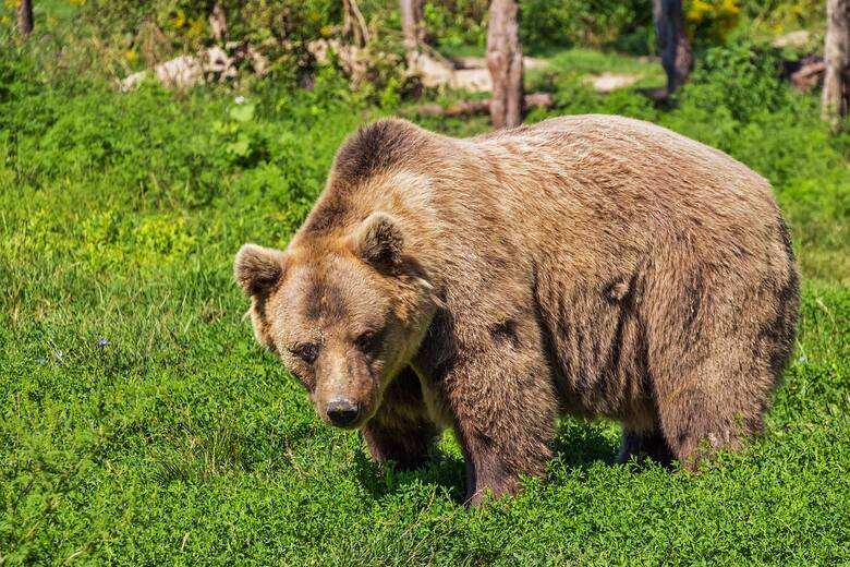 Niedźwiedzie wyszły ze swoich gawr. Co zrobić, gdy się je spotka?