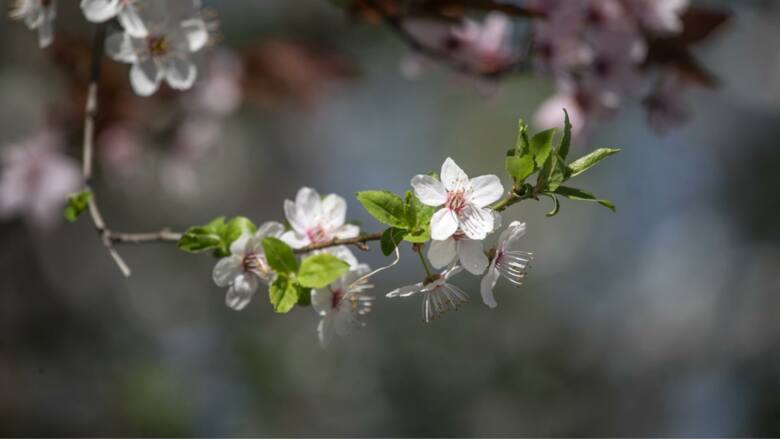 Kwiaty śliwy kwitnące wiosną w Krakowie